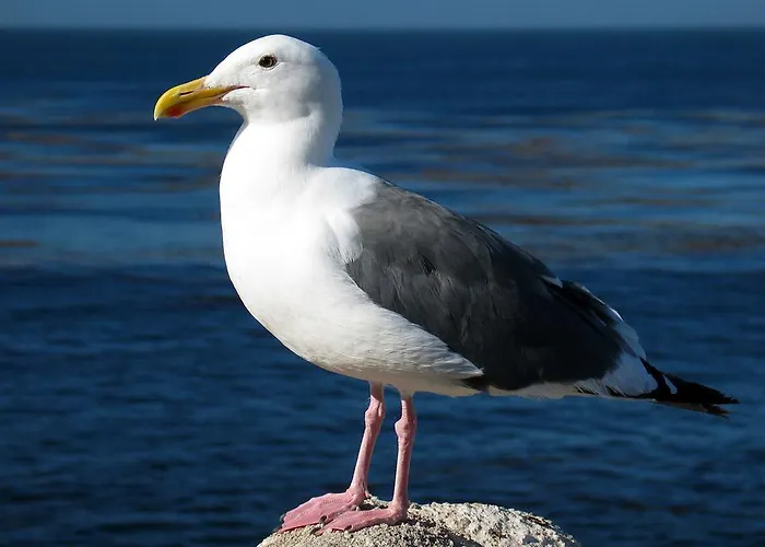 Haus Zur Moewe - Poolnutzung - Garten - Tischtennis *
